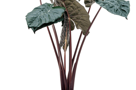 Alocasia-yucatan-princess