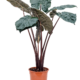 Alocasia-yucatan-princess