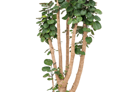 Aralia-polyscias-fabian