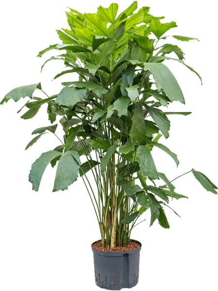 Caryota-mitis-Hydrocultuur