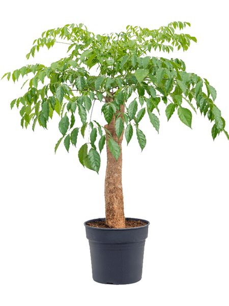 Heteropanax-chinensis