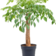 Heteropanax-chinensis