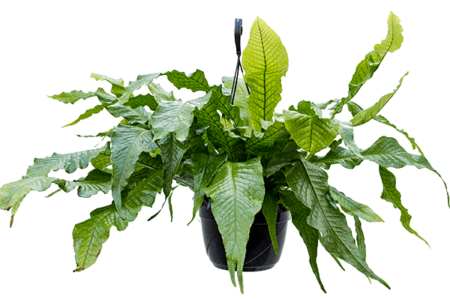 MICROSORUM MUSSIFOLIUM 'CROCODYLUS')