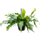 MICROSORUM MUSSIFOLIUM 'CROCODYLUS')