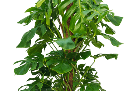 Monstera-deliciosa