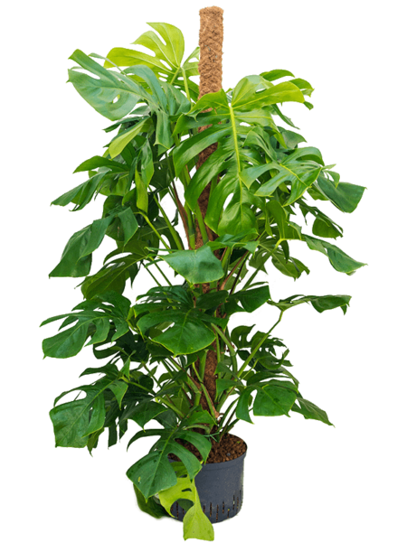 Monstera-deliciosa