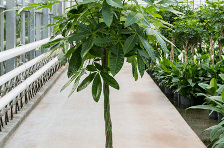 Pachira-aquatica-hydrocultuur