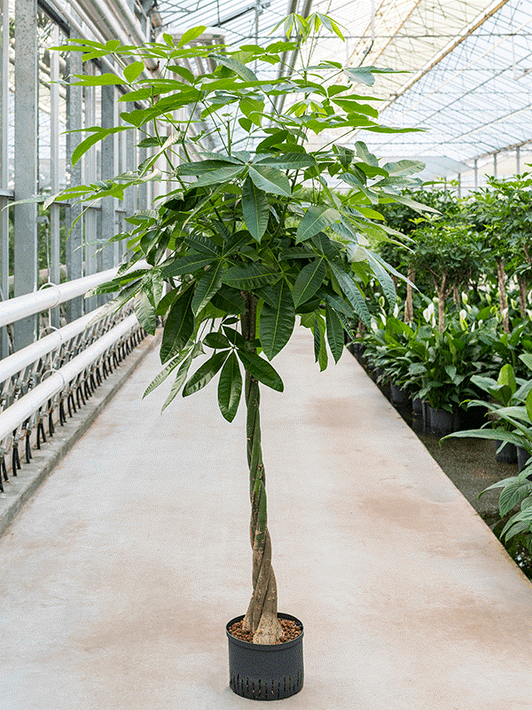 Planten Bloemsierkunst He-as geldboom Bloemsierkunst He-as