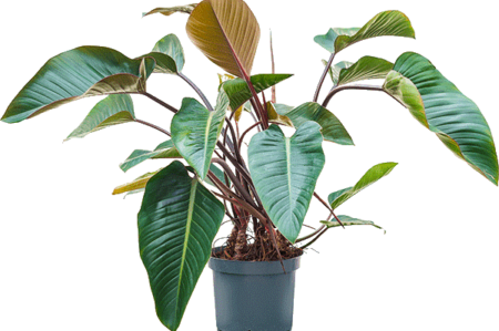 Philodendron-red-beauty