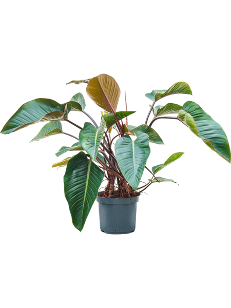 Philodendron-red-beauty