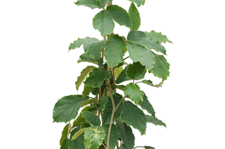 Tetrastigma-voinierianum