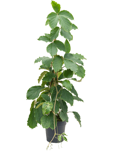 Tetrastigma-voinierianum