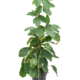 Tetrastigma-voinierianum